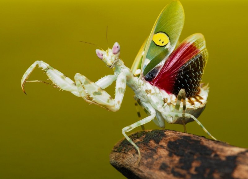 Богомол Mantis