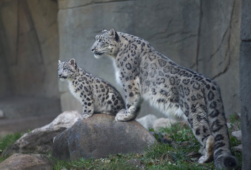 Переднеазиатский леопард (Panthera pardus ciscaucasica)