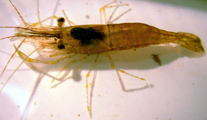 Креветка Palaemon adspersus