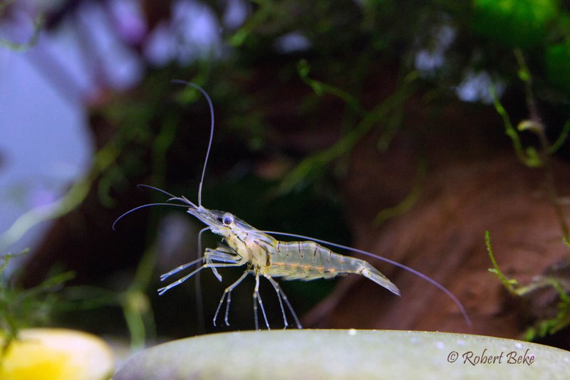 Macrobrachium ehemals (стеклянная креветка- призрак)