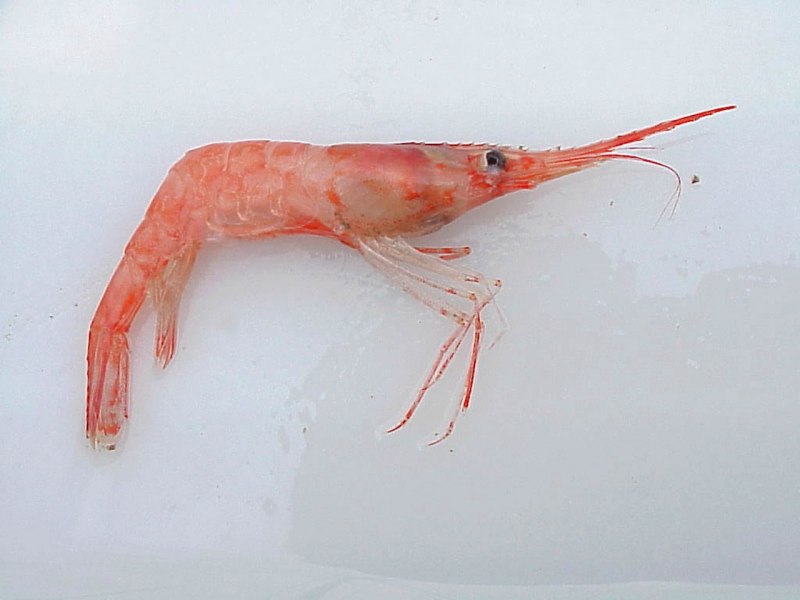 Креветка Палаемон краснополосый, м /Palaemon pacificus