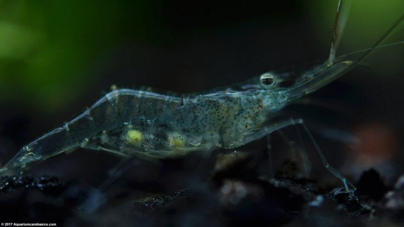 Palaemon adspersus Rathke, 1837