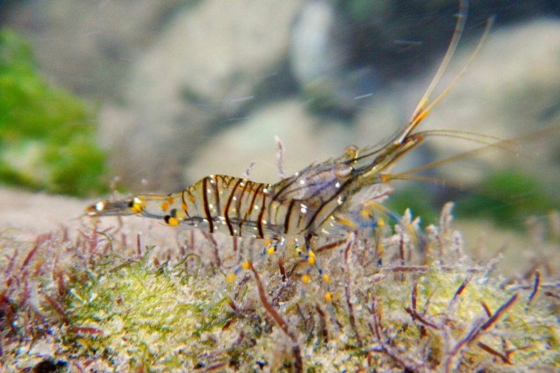Palaemon elegans