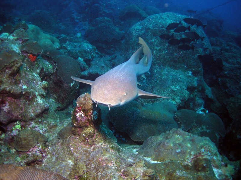 Ginglymostoma cirratum