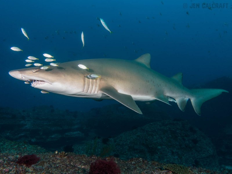 Grey nurse Sharks