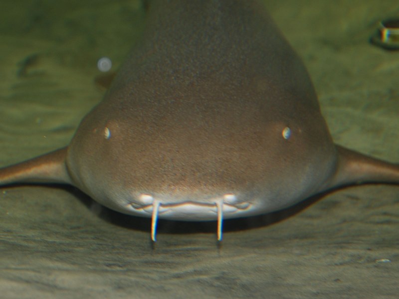 Ginglymostoma cirratum