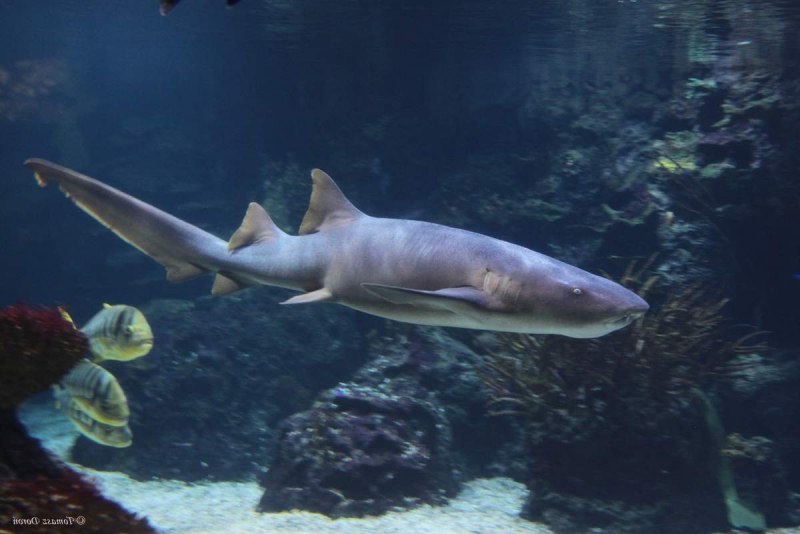 Ginglymostoma cirratum акула нянька