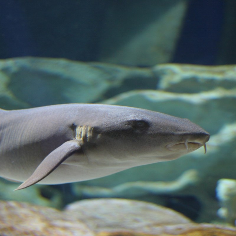 Ginglymostoma cirratum акула нянька