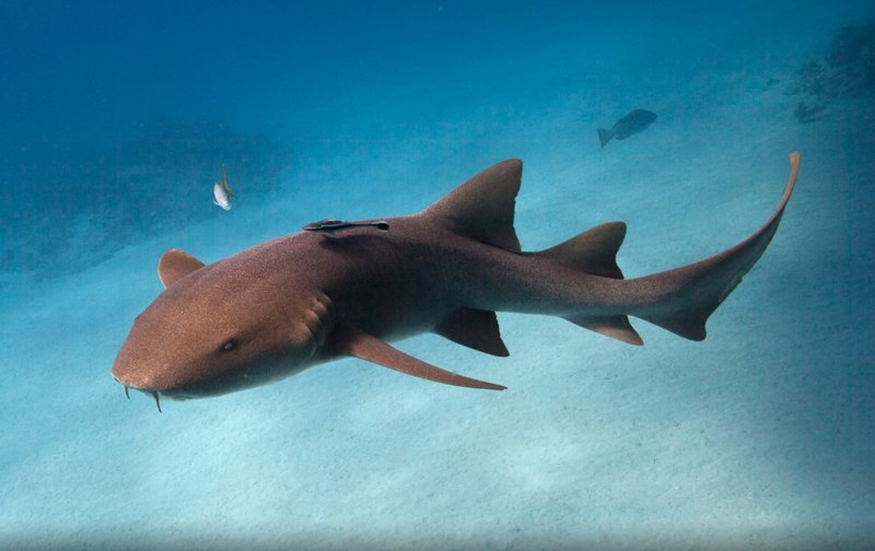 Ginglymostoma cirratum акула нянька