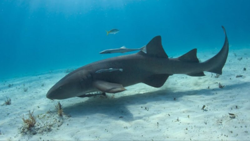 Ginglymostoma cirratum акула нянька