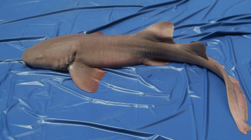 Nurse Shark Размеры