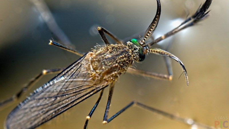 Самцы комаров семейства Culicidae