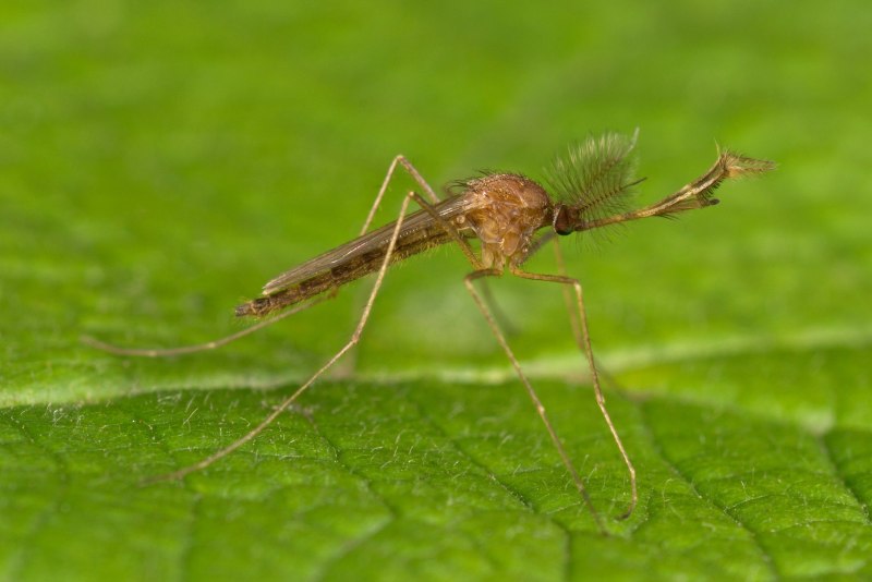 Комаров Culicidae