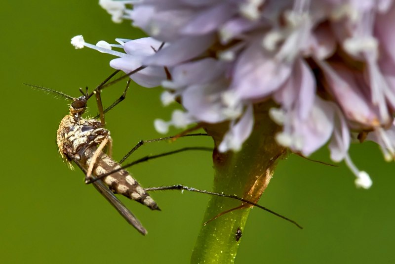 Самцы комаров семейства Culicidae