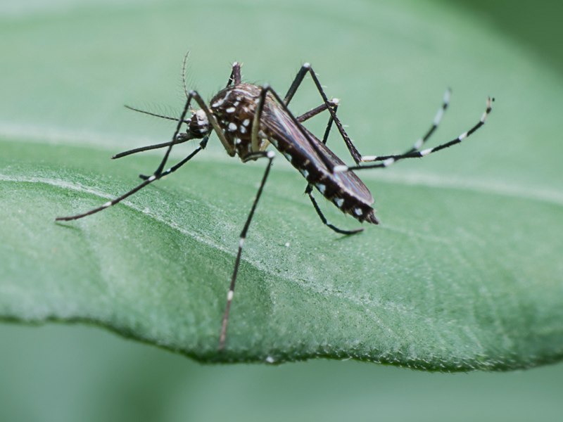 Москиты (комар) / Mosquito