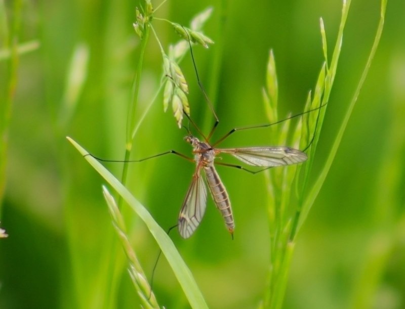 Грибной комар Mycetophilidae