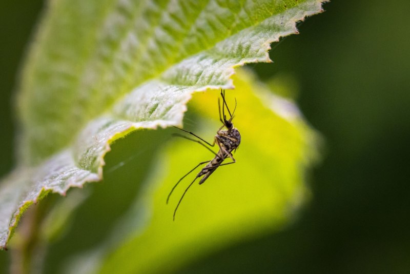 Комаров Aedes aegypti