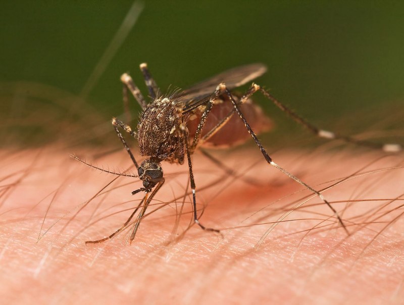 Tipulidae комар