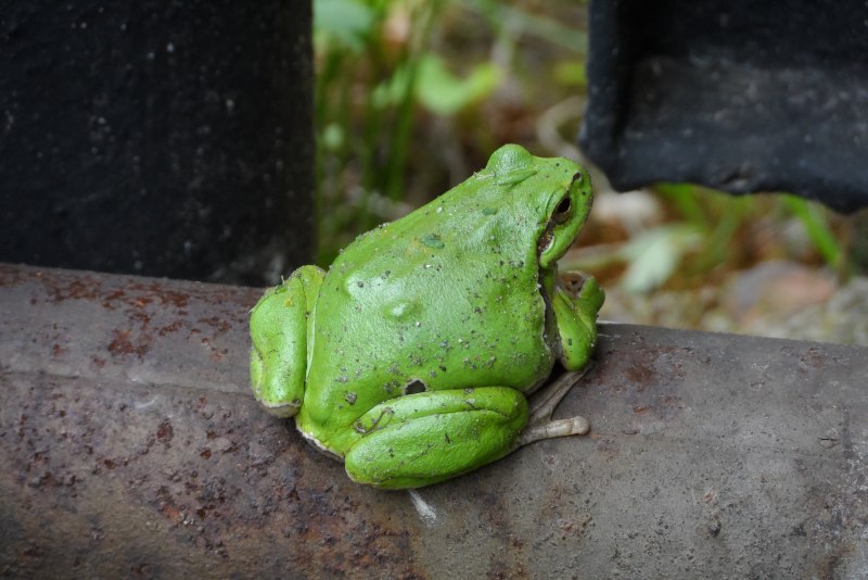 Зеленая жаба Bufo viridis