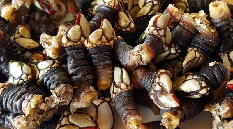 Морские уточки моллюски