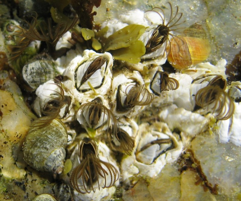 Mytilus Chilensis мидии
