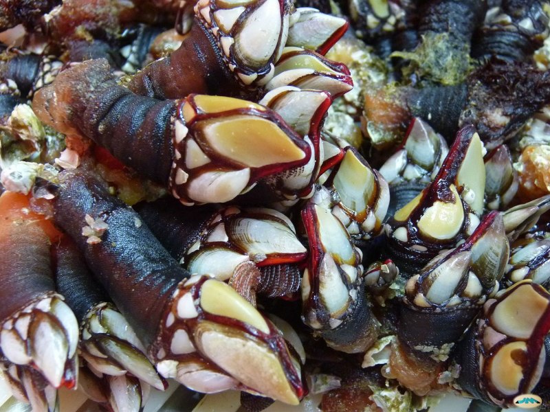 Goose Barnacle моллюск