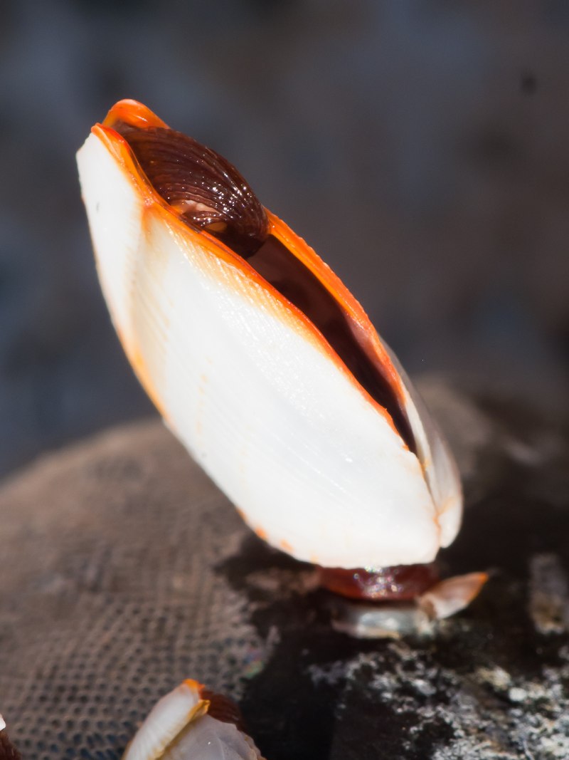 Морские уточки (Gooseneck Barnacles)