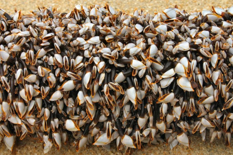 Морские уточки (Gooseneck Barnacles)