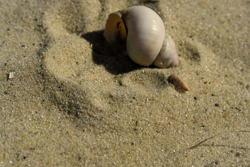 Морская улитка Bullina lineata.