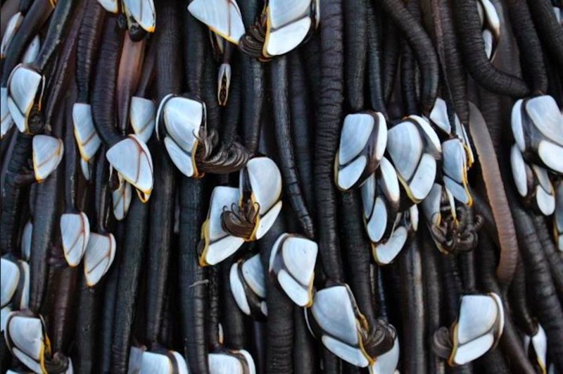 SAHBABII Barnacles