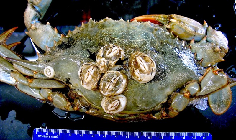 Окаменелые морские уточки