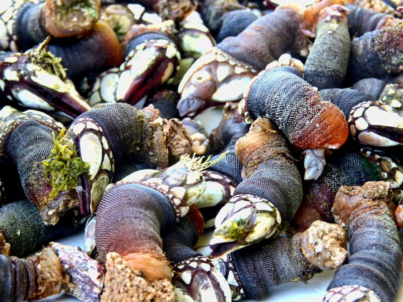 Percebes Персéбеш морские