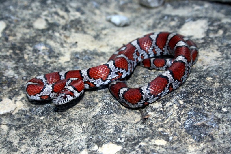 Lampropeltis thayeri
