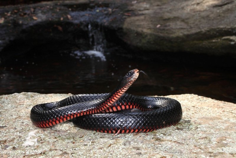 Bothrophthalmus lineatus