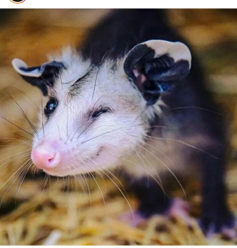 Опоссум виргинский (Didelphis virginiana)