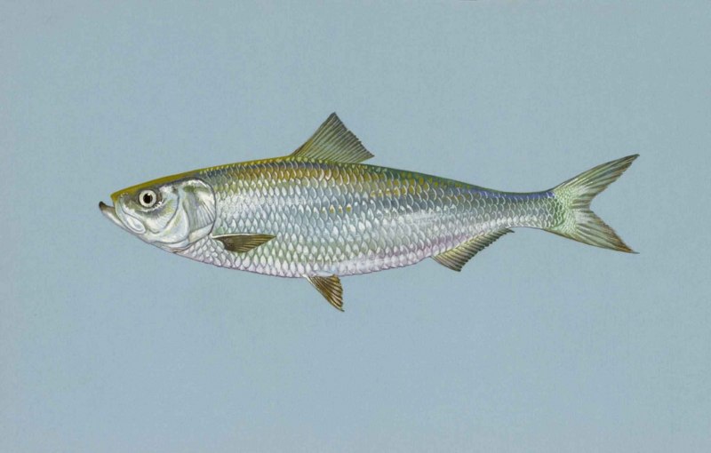 Herring рыба
