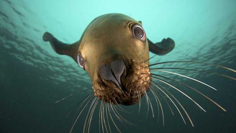Walrus морж