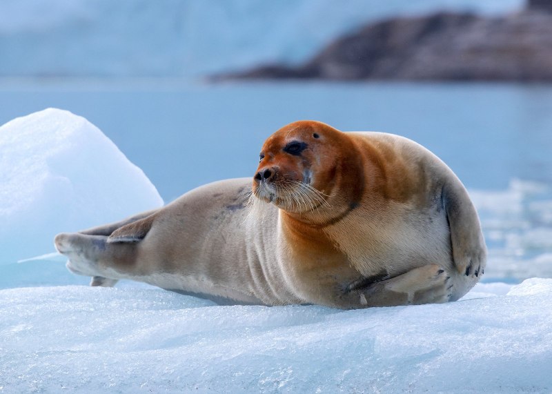 Лаптевский морж