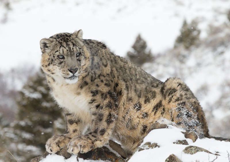 - Снежный Барс (Panthera uncia