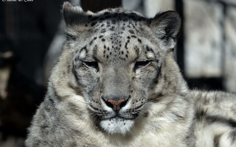 - Снежный Барс (Panthera uncia