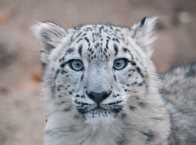 - Снежный Барс (Panthera uncia
