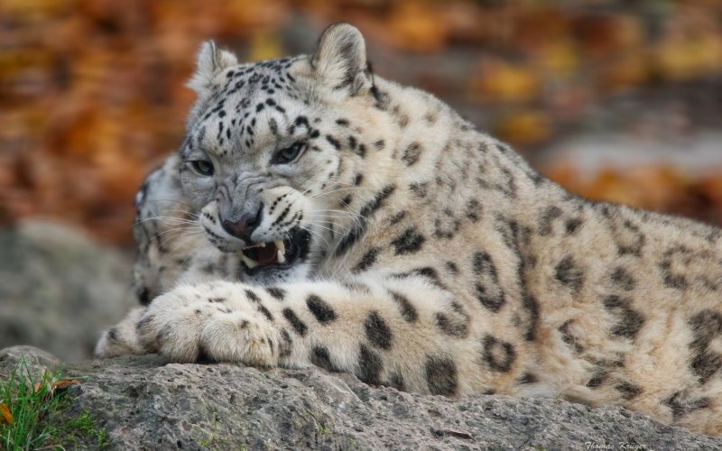 Ирбис, или снежный Барс (uncia uncia, Panthera uncia)