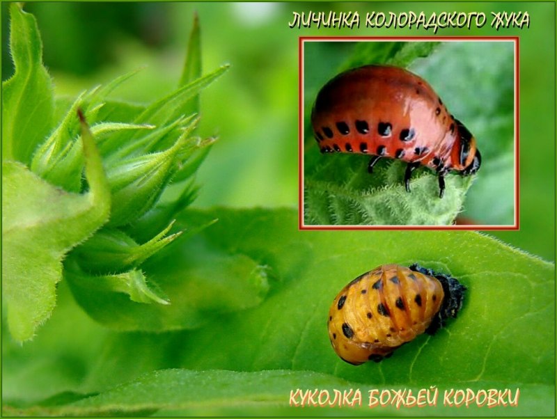 Колорадский Жук на кустах картофеля