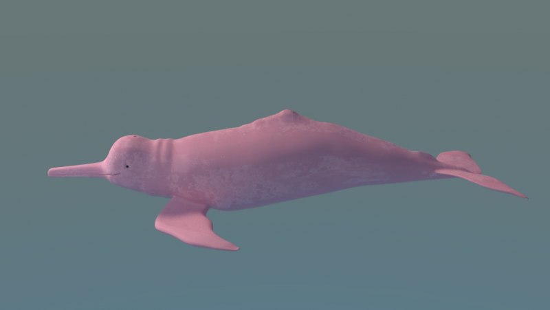 Boto Pink Dolphin