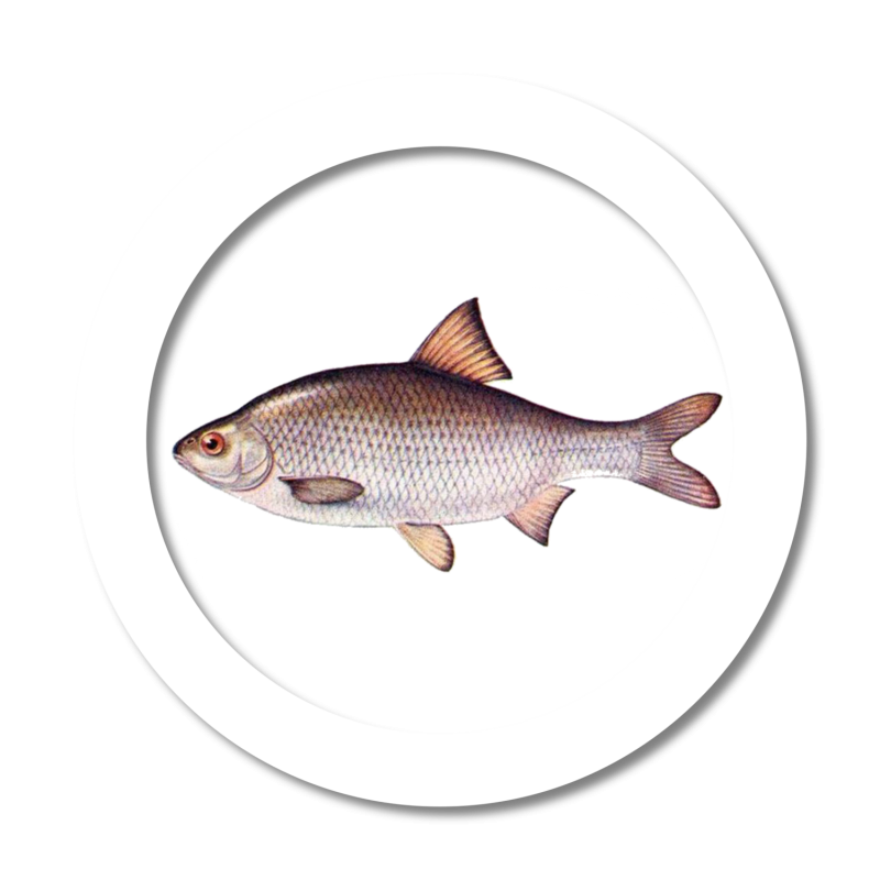Вобла Живая