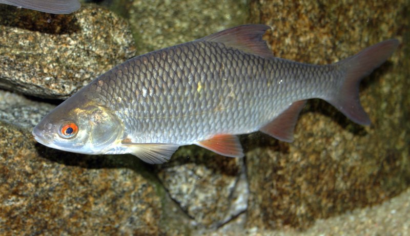 Плотва обыкновенная (rutilus rutilus)