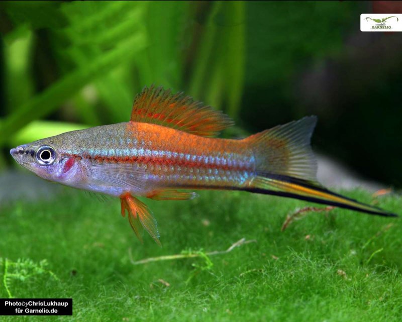 Меченосец зеленый неоновый (Xiphophorus hellerii)