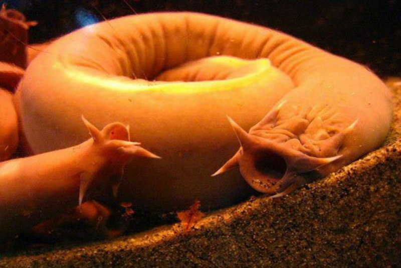 Миксиновые морские животные