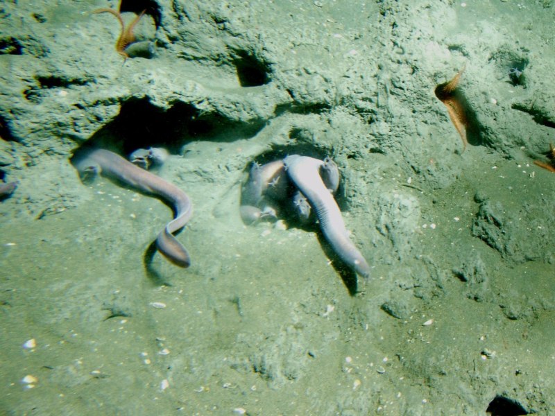 Миксиновые морские животные