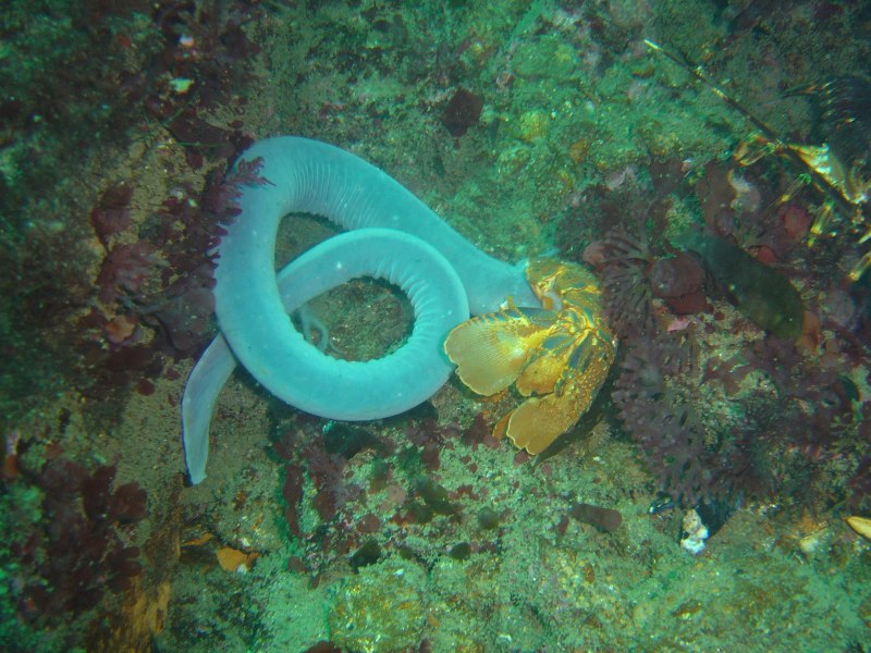 Морская минога (Petromyzon Marinus)